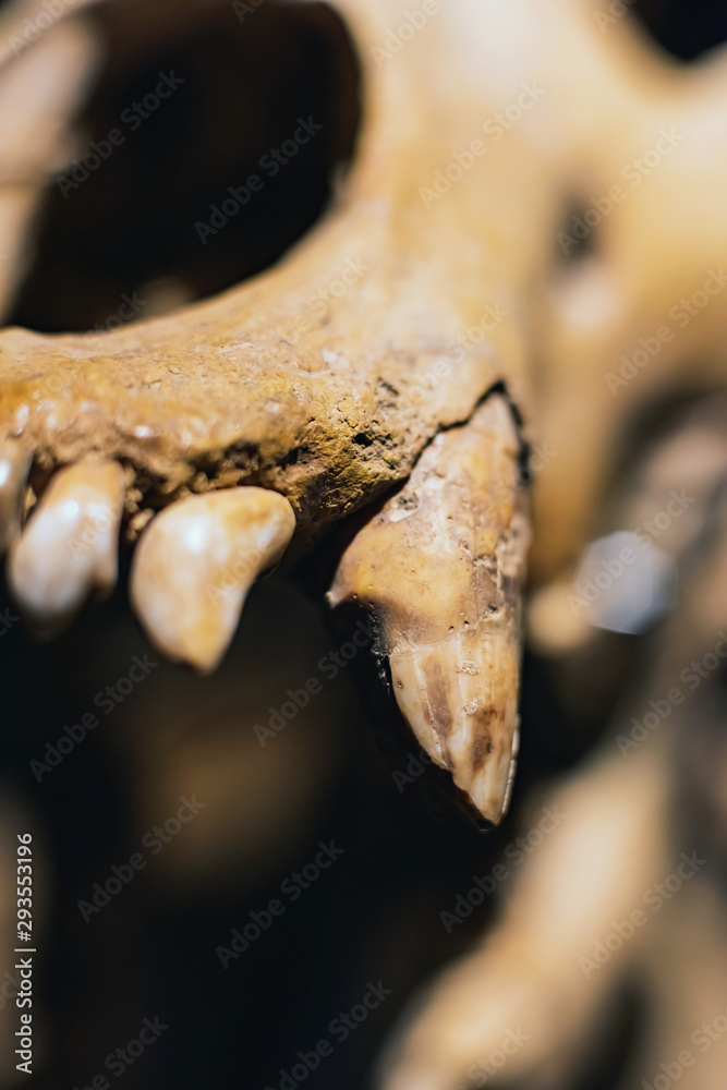 Naklejka premium Close-up picture of teeth in skull of dinosaur.