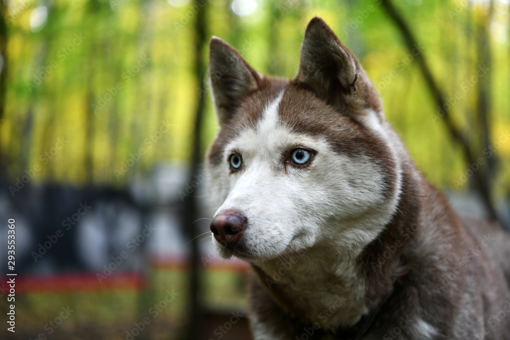 blue-eyed husky posing in the park