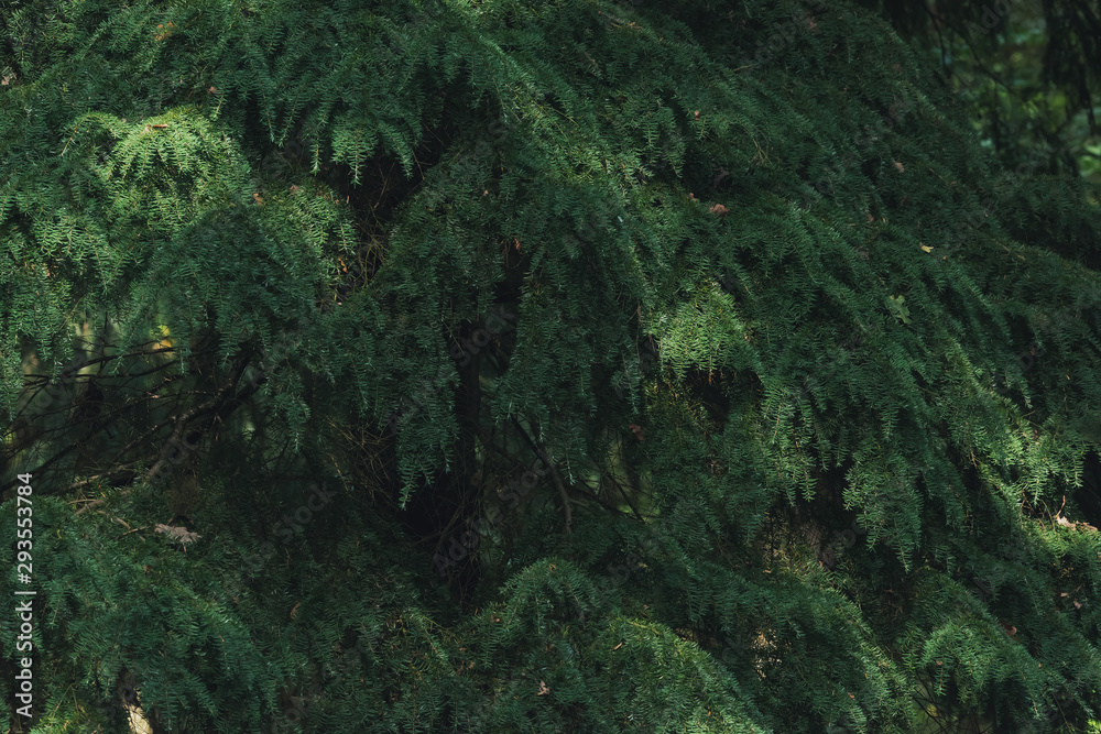 Dappled sunlight on needles of pine trees. Dappled sunlight on needles of pine trees.