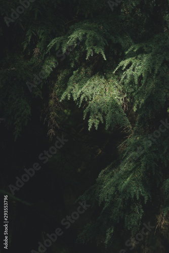 Dappled sunlight on needles of pine trees. © ysbrandcosijn
