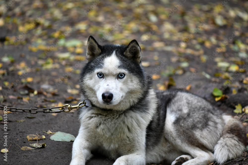 blue-eyed husky posing in the park