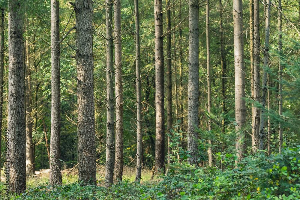 Obraz premium Trunks in sunny pine forest.