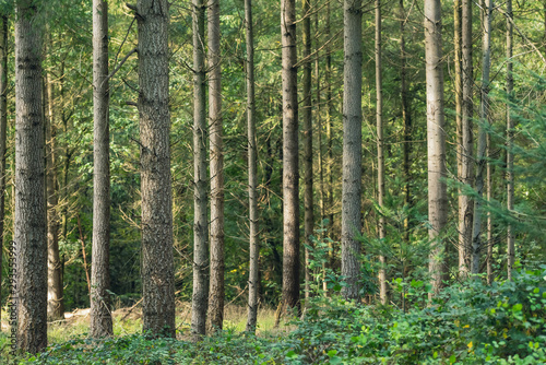 Fototapeta Naklejka Na Ścianę i Meble -  Trunks in sunny pine forest.