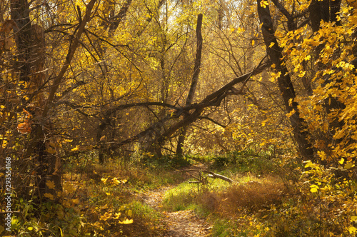 Autumn path trail in the scenic picturesque forest. Mood fall landscape
