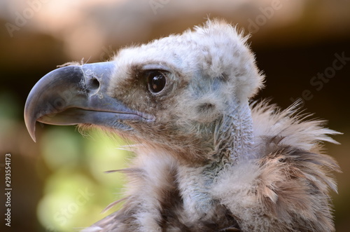 tête de vautour de profil photo
