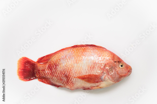 fresh raw fish isolated Red tilapia,Nile tiapia (Oreochromis niloticus-mossambicus) photo