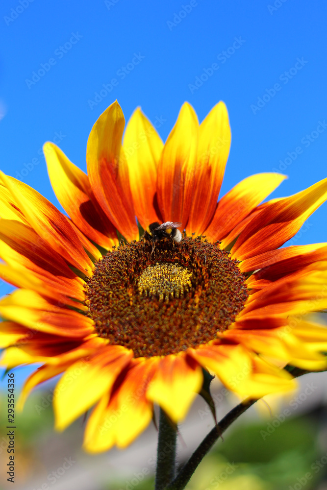Naklejka premium shaggy bumblebee on a bright beautiful sunflower against the blue sky