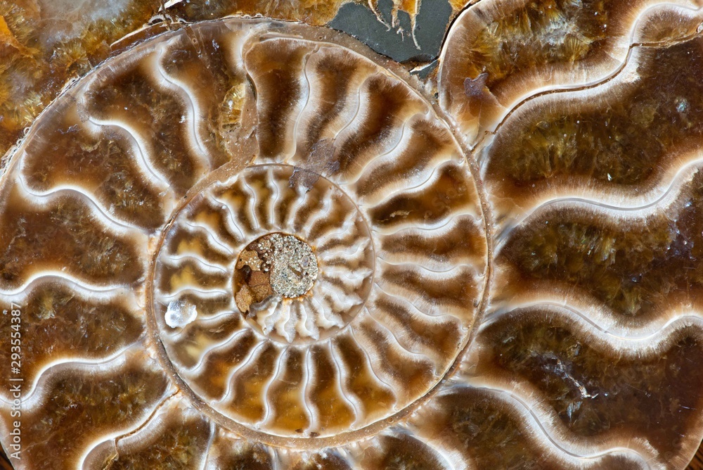 Ancient ammonites, also referred to as ammonoidea or ammonoids, are an extinct form of marine mollusc closely related to modern celoids, such as squid and octopus