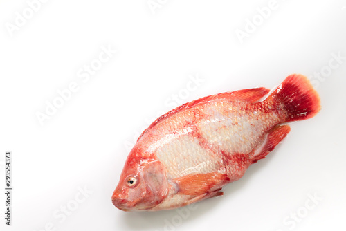 fresh raw fish isolated Red tilapia,Nile tiapia (Oreochromis niloticus-mossambicus)