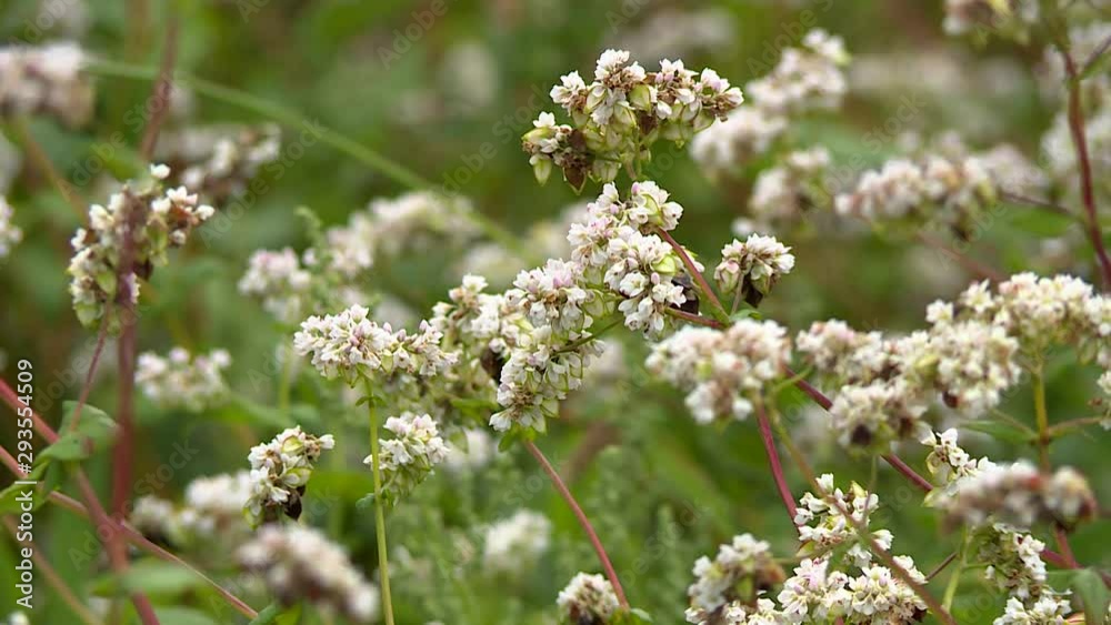 Field of buckwheat in the wind. Flowers Of Buckwheat Plant On Agricultural Field. Buckwheat is healthy food. Blossoming Buckwheat Field In Summer Field of buckwheat in the wind. Flowers Of Buckwheat Plant On Agricultural Field. Buckwheat is healthy food. Blossoming Buckwheat Field In Summer
