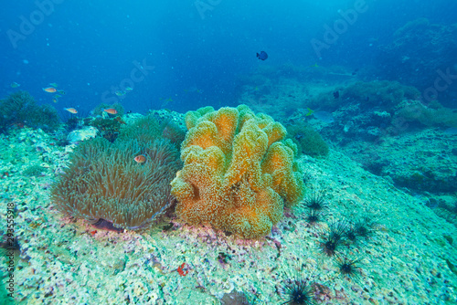 Wallpaper Mural coral and fish Torontodigital.ca