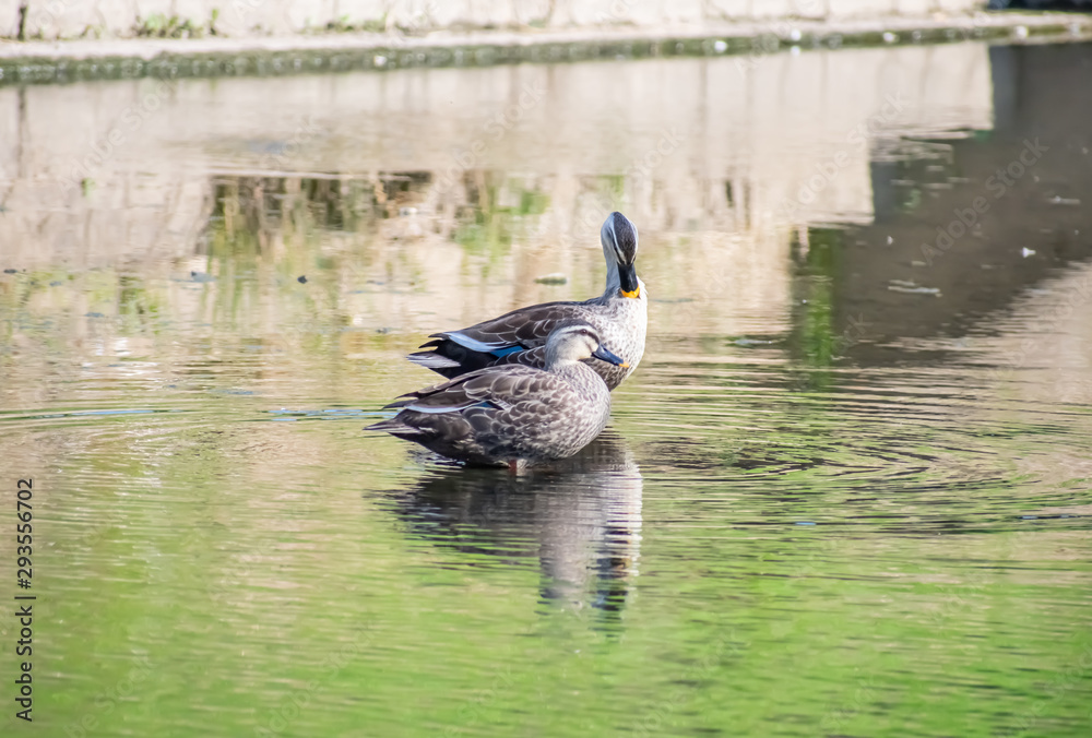 Obraz premium 寄り添うカルガモ(25-1)