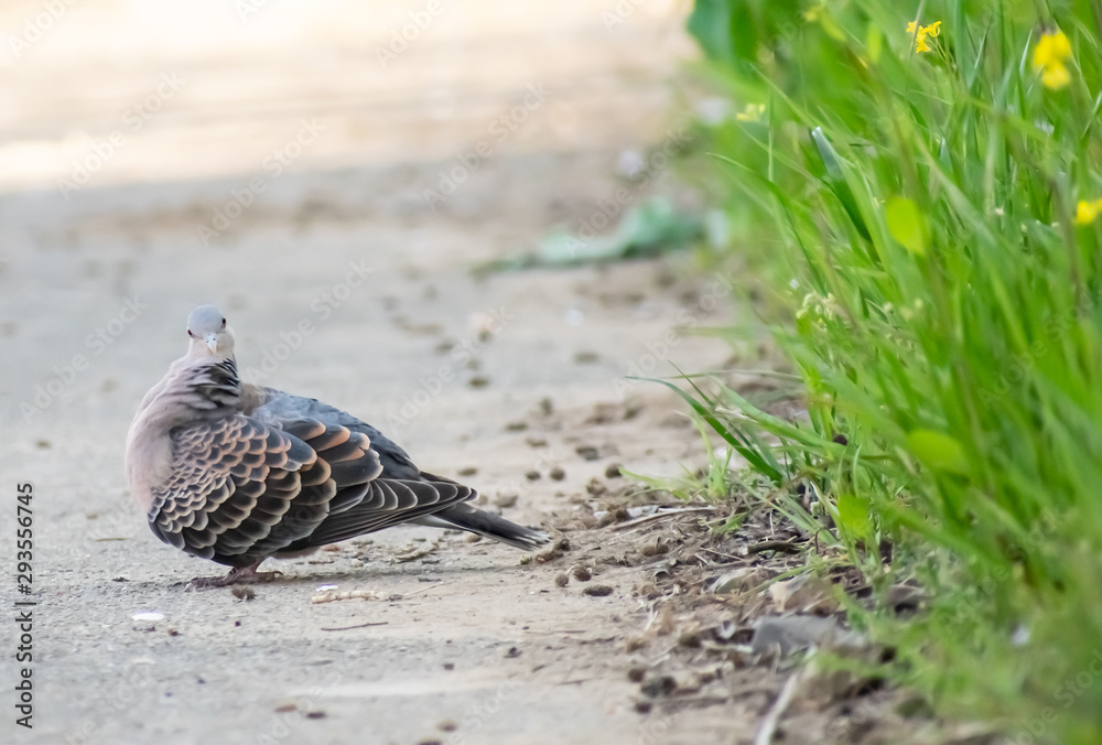 Obraz premium おしゃれなきじばと(77-1)