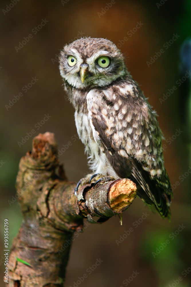 Steinkauz (Athene noctua) im Münsterland Steinkauz (Athene noctua) im Münsterland