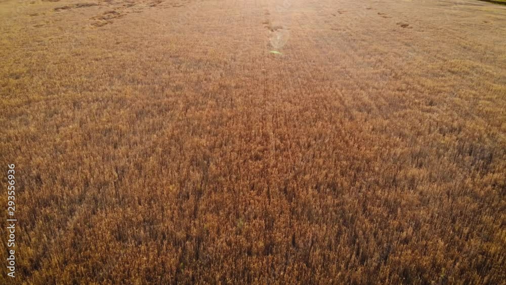 Aerial Drone Low Flight above ripe yellow wheat field with cloudy blue sky in the background. Aerial Drone Low Flight above ripe yellow wheat field with cloudy blue sky in the background.