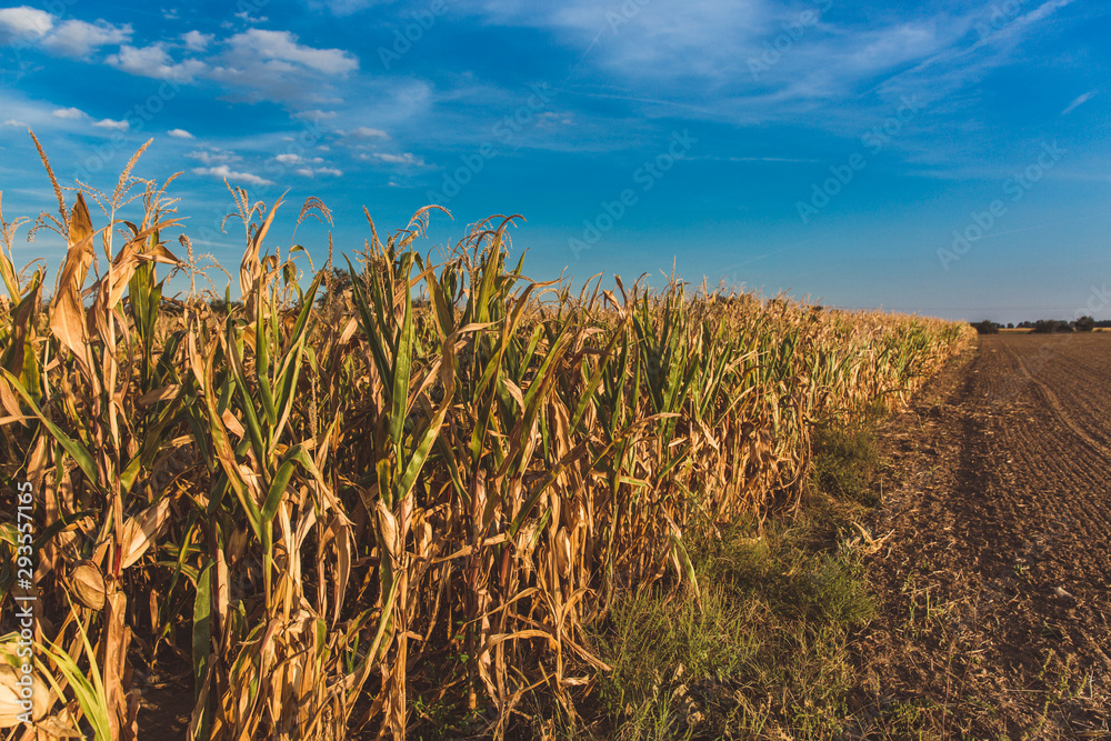 The harvest in the corn fields in Hungary. Clear blue sky The harvest in the corn fields in Hungary. Clear blue sky