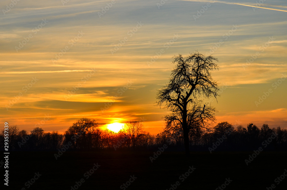 Un coucher de soleil avec une silhouette d'arbre