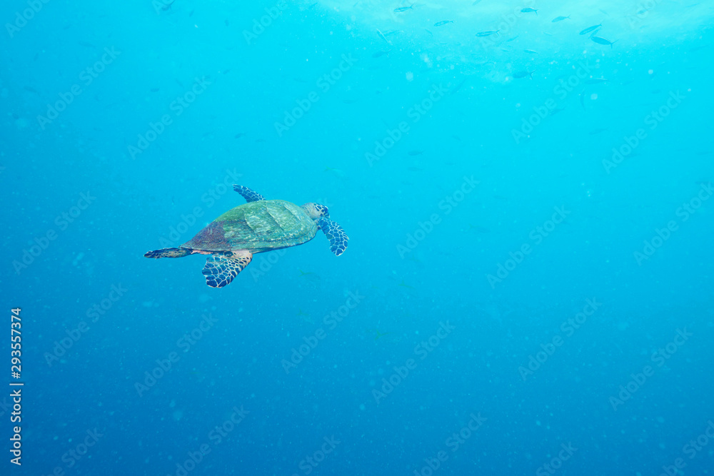 Sea Turtle and reef coral Sea Turtle and reef coral