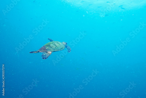 Sea Turtle and reef coral © Metha
