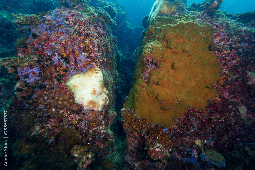 Fototapeta premium coral