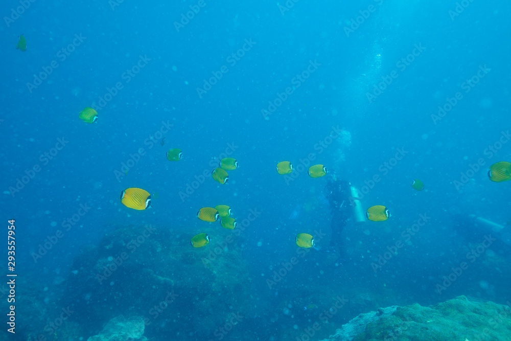 Fototapeta premium coral and fish