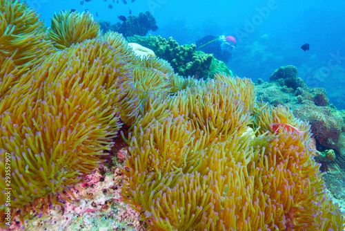 soft coral and coral reef