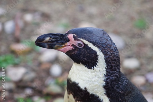 Penguin Portrait 