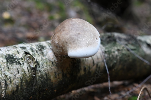 Fototapeta Naklejka Na Ścianę i Meble -  Huba na brzozie