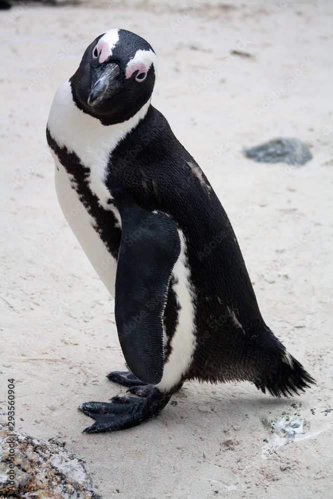 Obraz premium Portrait of African Penguin