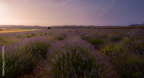 Atardecer en Campo de Lavanda