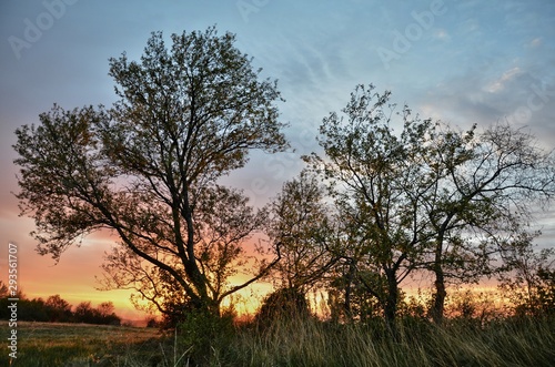 arbres et silhouette au lever de soleil