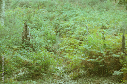 A misty forest, Annaba, Algeria photo