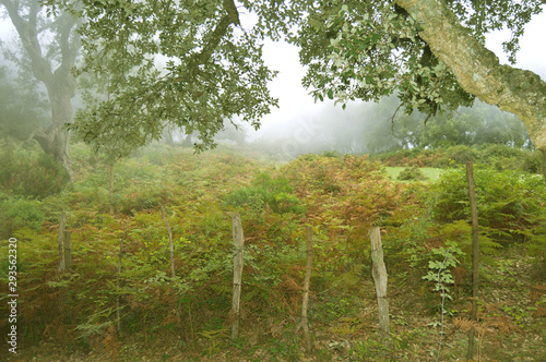 A misty forest, Annaba, Algeria photo