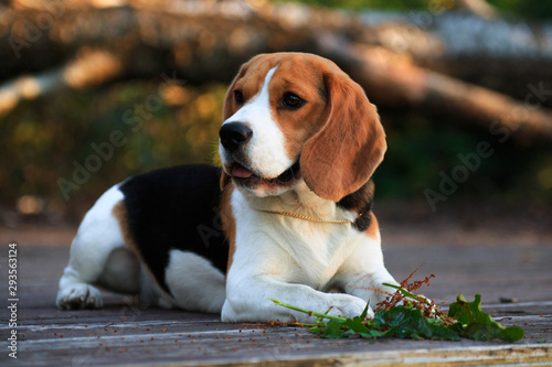 Beagle dog lies on a boardwalk