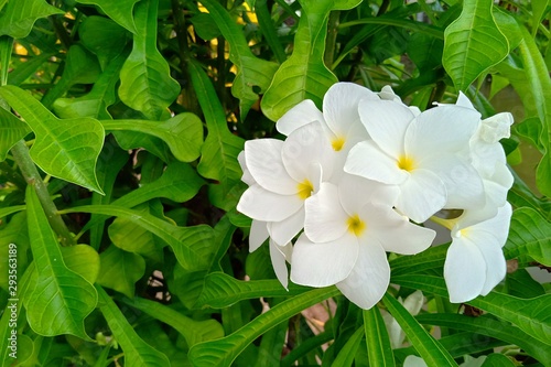 the blooming white flowers in the garden