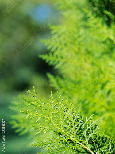 Thuja branch (Calocedrus decurrens, thuja) on a blurred green background. Partial focus, close up.