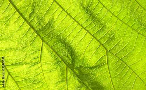 Abstract green leaf texture for background
