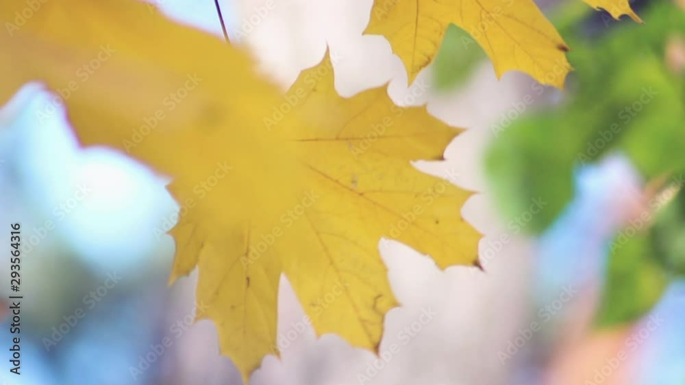 Beautiful autumn leaves develop on a vert. Golden time. Leisure park. Nature dresses trees in beautiful outfits.