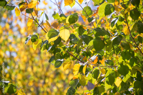 autumn, yellow leaves, trees begin to turn yellow, natural phenomena