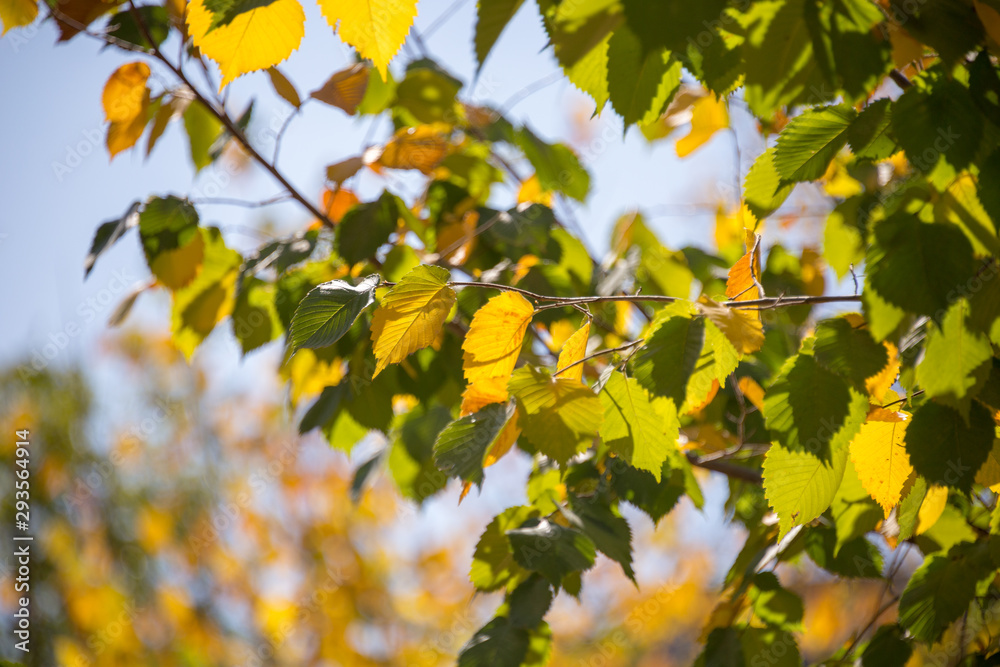 autumn, yellow leaves, trees begin to turn yellow, natural phenomena