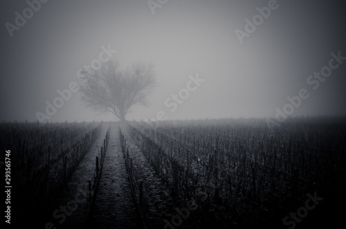 Des vignes dans le brouillard. Un vignoble de Bourgogne en hiver. Viticulture hivernale.