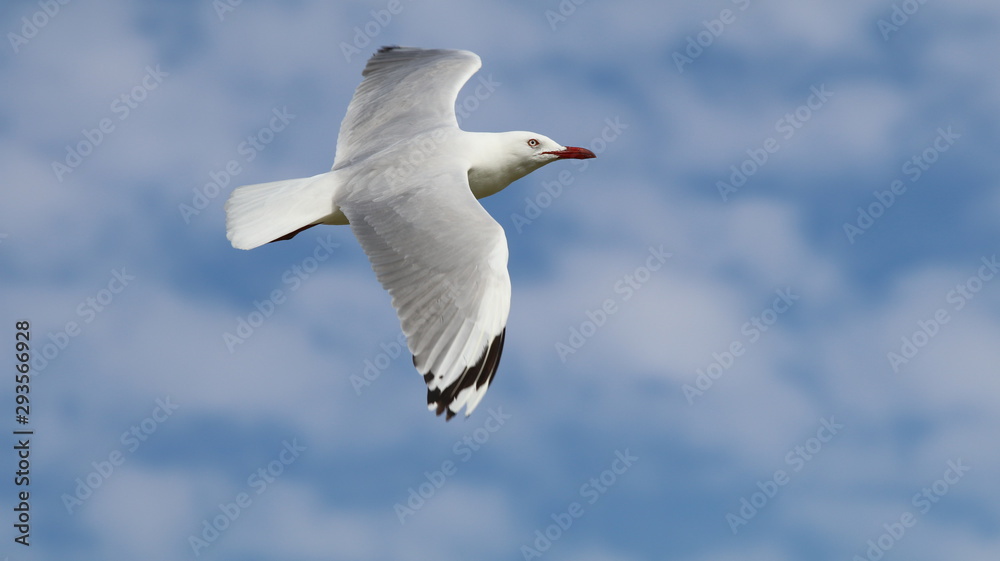 seagull in flight