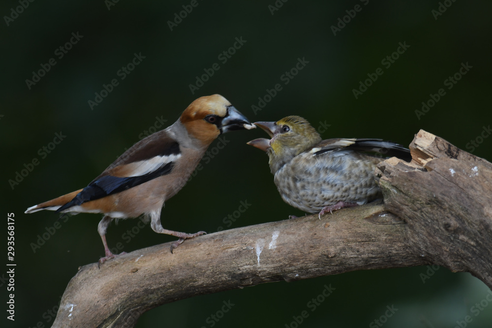 Kernbeißer-Männchen füttert Jungvogel Kernbeißer-Männchen füttert Jungvogel