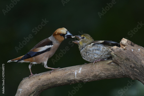 Kernbeißer-Männchen füttert Jungvogel