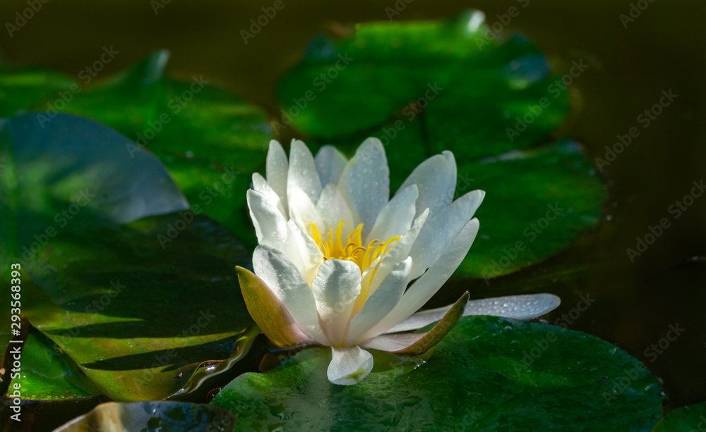 Magic white water lily or lotus flower Marliacea Rosea in garden pond. Contrast close-up of Nymphaea with water drops, reflected in water. Flower landscape for nature wallpaper