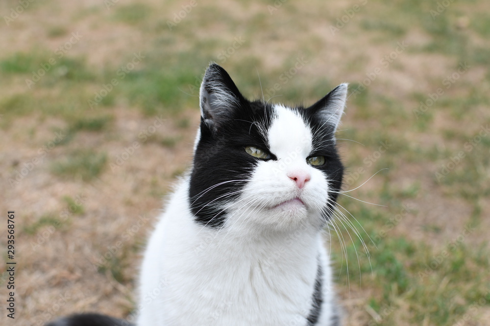 black and white domestic cat