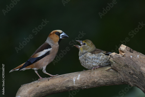 Kernbeißer-Männchen füttert Jungvogel © Hawi