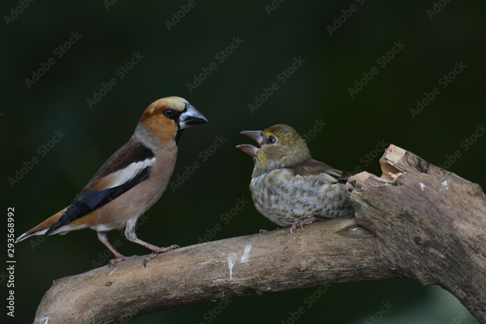 Kernbeißer-Männchen füttert Jungvogel Kernbeißer-Männchen füttert Jungvogel
