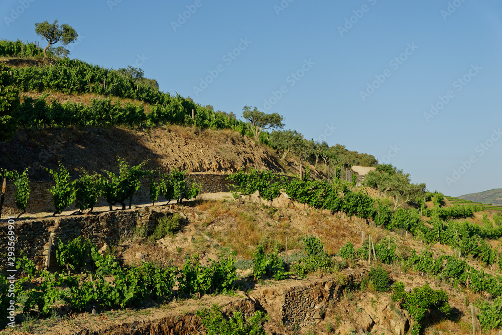 Weinberge am Douro, Nähe Pinhao, Portugal Weinberge am Douro, Nähe Pinhao, Portugal