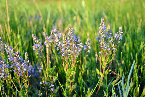 Veronica officinalis  heath speedwell  common gypsyweed  common speedwell  or Paul s betony  flowers   grass background top view